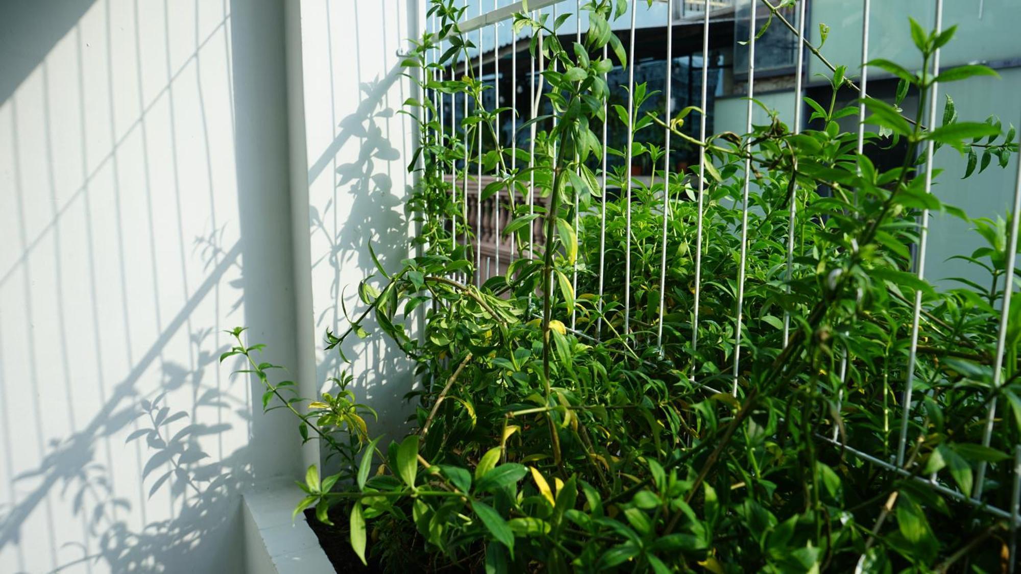 Maiam Homestay Ciudad Ho Chi Minh  Exterior foto